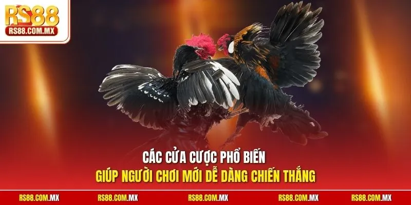 Các cửa cược phổ biến giúp người chơi mới dễ dàng chiến thắng